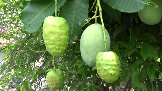 
					Fenomena pohon mangga yang berbuah mengkudu, hebohkan warga Kota Probolinggo, Kamis (9/11/2017).