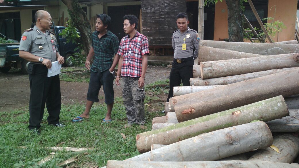 Dua Pelaku Ilegal Logging Di Probolinggo Dicokok Polisi