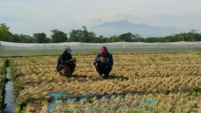 
					Ulat Grayak Serang Tanaman Bawang Merah di Probolinggo