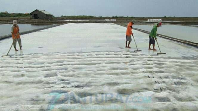 
					Harga Jual Anjlok, Petambak Tahan Garam