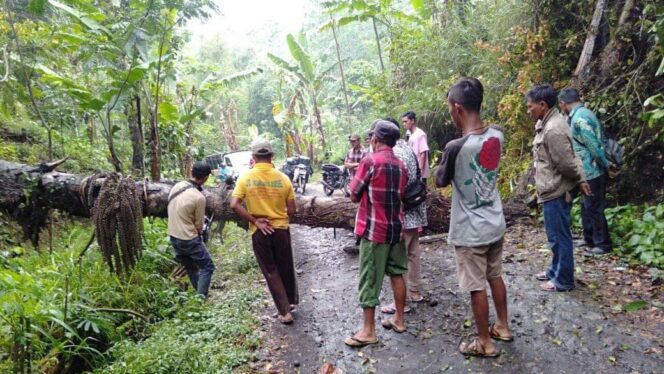 
					Diterpa Hujan Angin, Pohon Aren di Krucil Tumbang