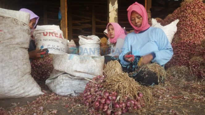 
					Pedagang Desak Pemkab Probolinggo Datangkan Bawang Merah Luar Daerah