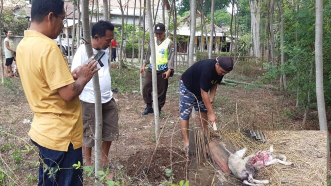 
					Gerombolan Anjing Liar Teror Ternak Warga