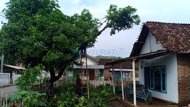 
					Antisipasi Puting Beliung Susulan, Pohon Ditebang