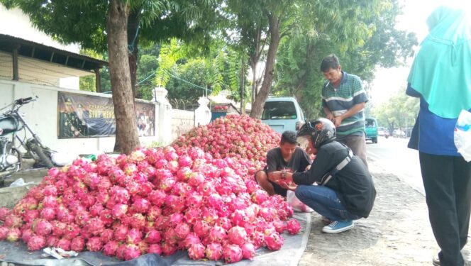 
					Musim Hujan, Harga Buah Naga Anjlok