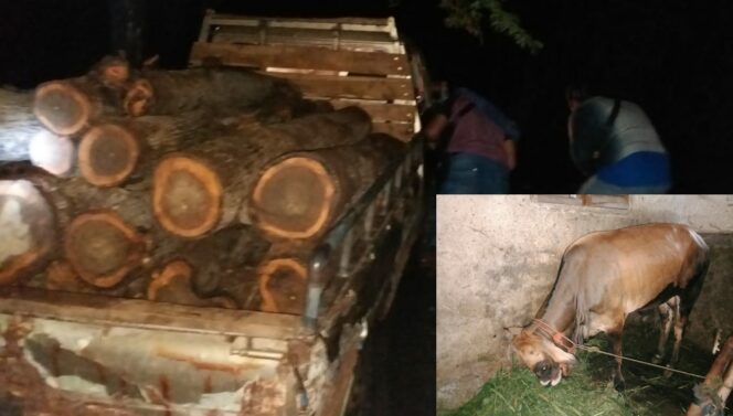 
					Spesialis Pencuri Sapi Dibekuk Usai Lakukan Ilegal Logging