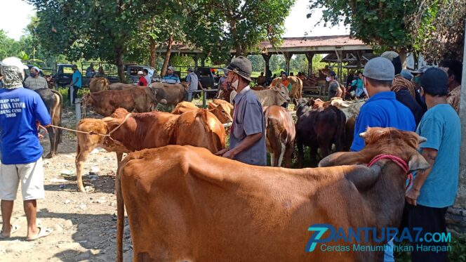 
					Penjualan Hewan Kurban Anjlok, Pedagang Dadakan Disorot