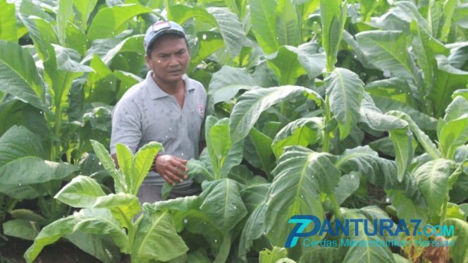 
					Kemarau Basah, Petani Tembakau Waspadai Ulat Pupus