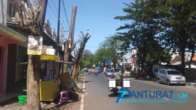 
					Disayangkan, PLN Gunduli dan Tebang Pohon di Jalur Hijau