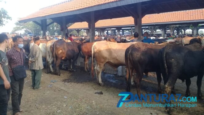 
					Menjelang Idul Adha, Harga Sapi Tidak Naik