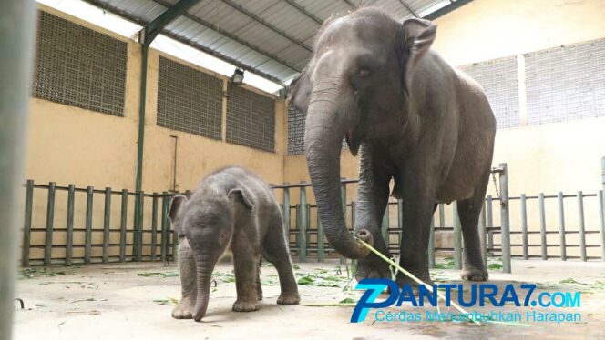 
					Bayi Gajah Sumatera TSP Lahir Ditengah Pandemi