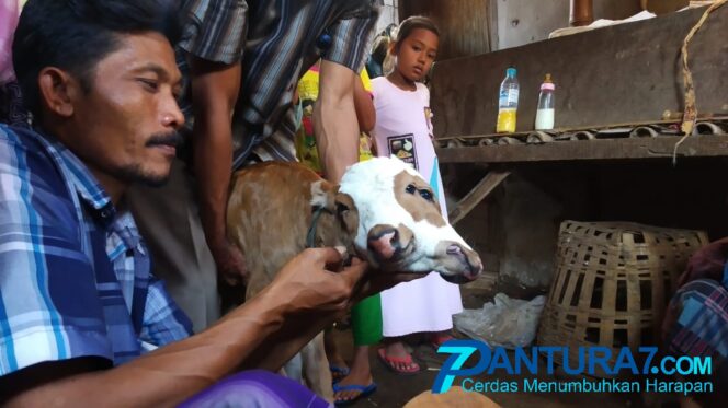 
					Sapi Berkepala Dua Gegerkan Warga Pondokwuluh