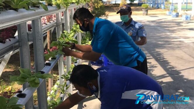 
					Tanam Sayur di Kawasan Pelabuhan, Siapa Takut?