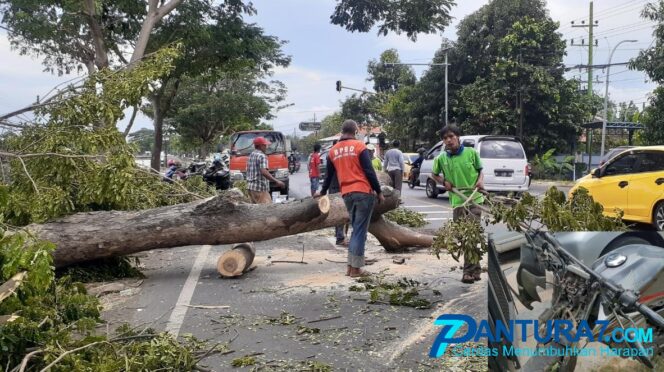 
					Pohon Tumbang di Pasuruan, Timpa Pemotor, Lumpuhkan Jalur Pantura