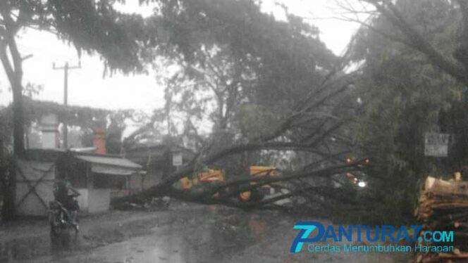 
					Hujan Angin, Pepohonan di Pasuruan Bertumbangan