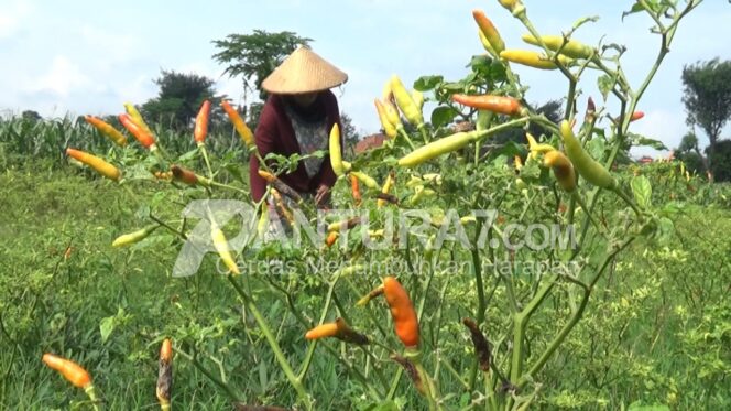 
					Harga Cabai Tinggi, Petani Terancam Rugi, Lho?