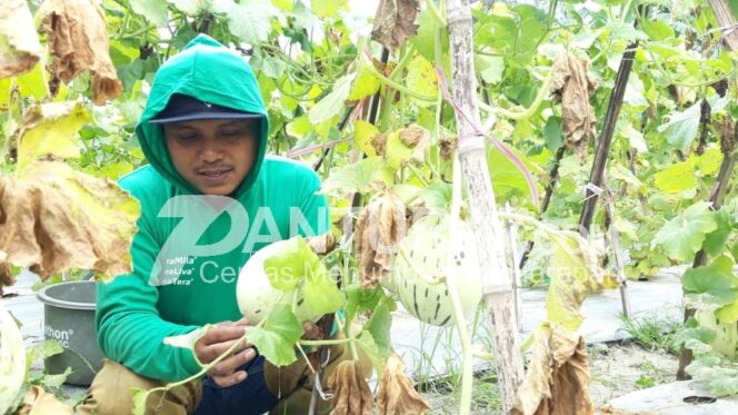 
					Budidaya Melon Dalmatian, Bisnis Asyik kala Musim Hujan