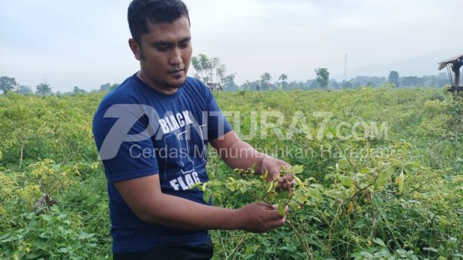 
					Cabai Diserang Cacar, Petani Meradang