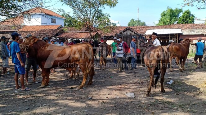 
					Harga Sapi Mulai Meroket, Stok Masih Aman.