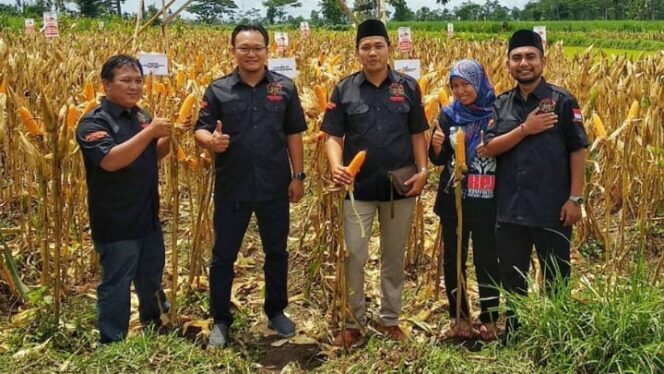 
					Ketua DPD Pemuda Tani Indonesia Jatim, Durrul Izza Al-fatawi (tengah) saat panen raya jagung beberapa waktu lalu. (foto: Izza for P7.com)