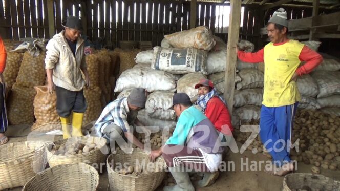 
					Kentang Petani Bromo Dicuri, Pelaku 4 Orang