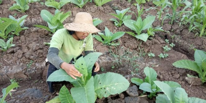 
					Kemarau Basah, Petani Diminta Segera Tanam Tembakau