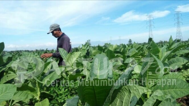 
					13.000 Ton Tembakau Probolinggo Siap Diserap Gudang