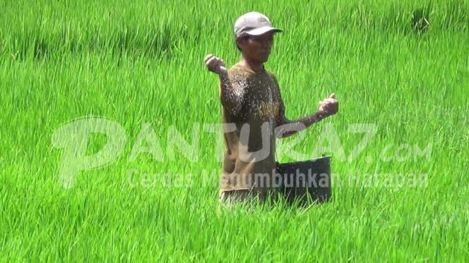 
					Pupuk Petani Tembakau Dianggarkan Rp959 Juta