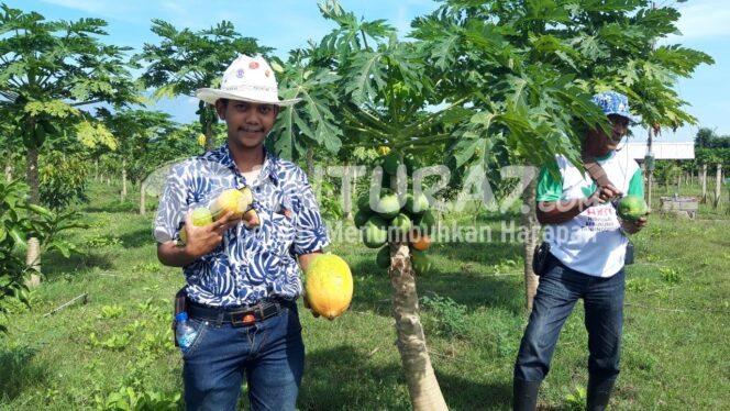 
					Mengenal Pepaya Merah Delima, Frutikultur Andalan IP2TP Muneng