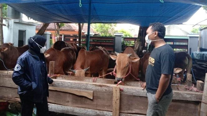 
					Cerita Sukses Lulusan S-2 Beternak Sapi, Penjualan Tembus Jakarta