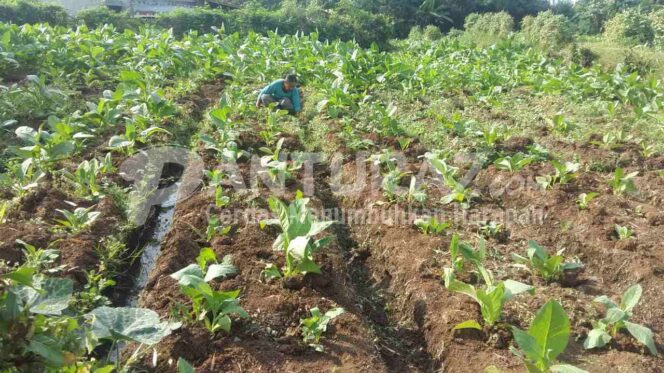 
					Jelang Panen Tembakau, Gudang Akan Buka Agustus