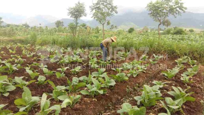 
					Petani Tembakau Mulai Panen, Gudang Belum Buka