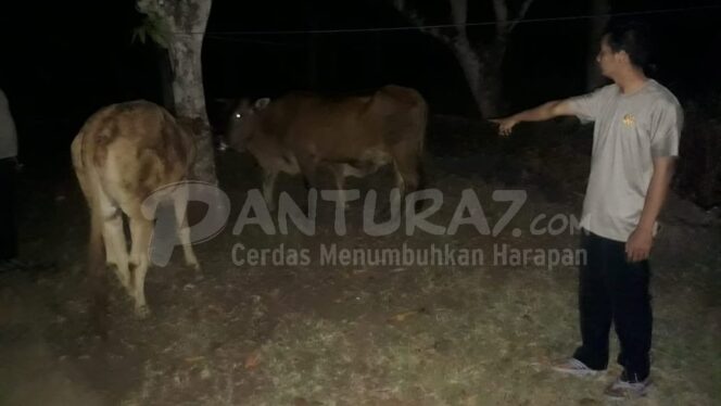 
					Tepergok, Maling Gagal Bawa Sapi Curian