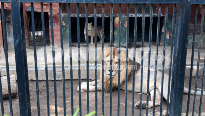 
					Jane, Singa Afrika Koleksi TWSL Akhirnya Bunting