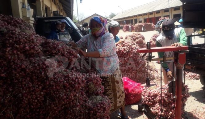 
					Pasokan Surplus, Harga Bawang Merah Anjlok