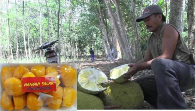 
					Panen Raya, Nangka Lumajang Siap Pasok Pasar Buah Pulau Jawa