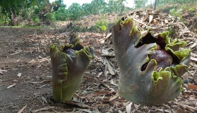 
					Bunga Bangkai Bermunculan di Winongan Kidul Pasuruan