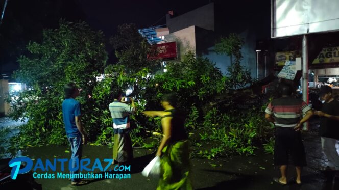 
					Hujan Deras, Pohon Mangga Raksasa di Kraksaan Tumbang