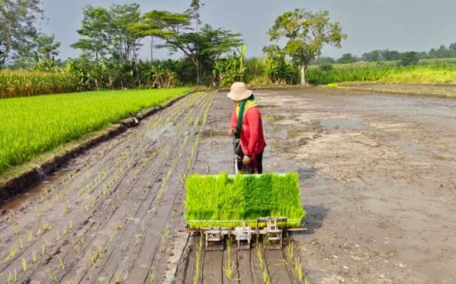 
					Sulit Cari Buruh Tanam, Pria di Pasuruan Ciptakan Mesin Tanam Padi