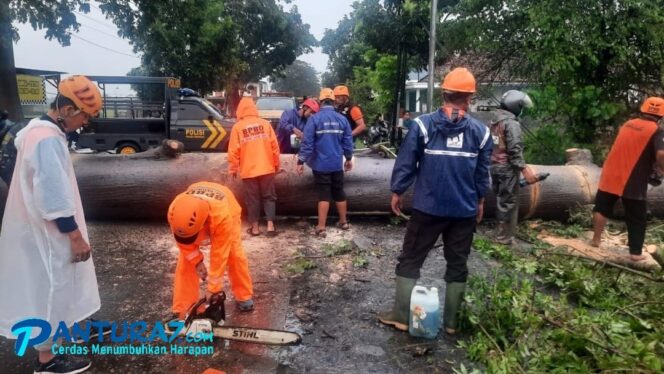 
					Pohon Tumbang di Winongan, Lalin Sempat Lumpuh