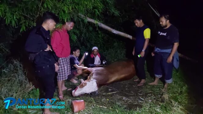 
					Hilang Sepekan, Sapi Curian di Leces Akhirnya Ditemukan