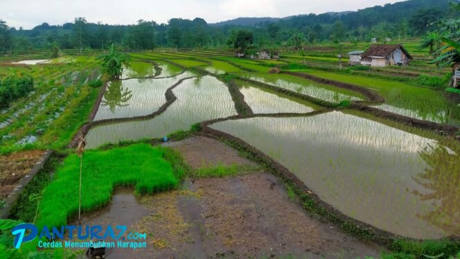 
					Musim Tanam, Pupuk Bersubsidi di Pasuruan Langka