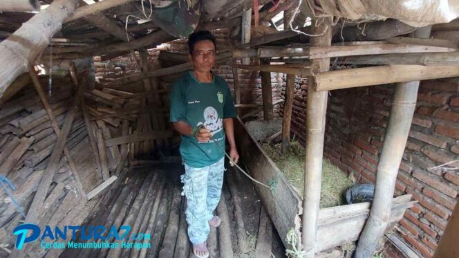 
					Potong Tali Pengikat, Sapi Warga Pakistaji Digondol Pencuri