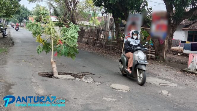 
					Jalan Kraksaan-Gading Berlubang, Warga Tanam Pohon Pepaya