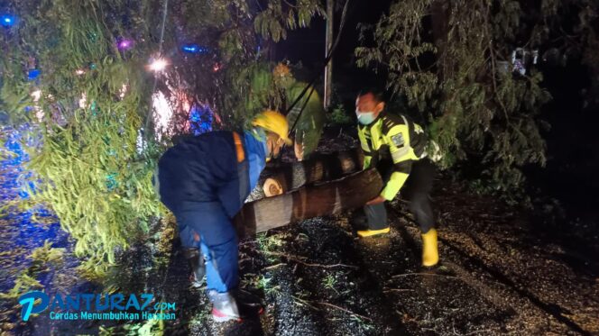 
					Pohon Tumbang di Banjarsari, Jalur Pantura Macet 3 KM