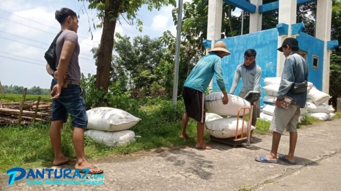 
					Harga Gabah Tinggi, Petani pun Sumringah