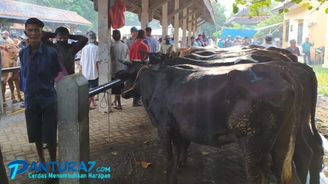 
					Daging Sapi di DKI Naik, Permintaan Sapi di Probolinggo Normal