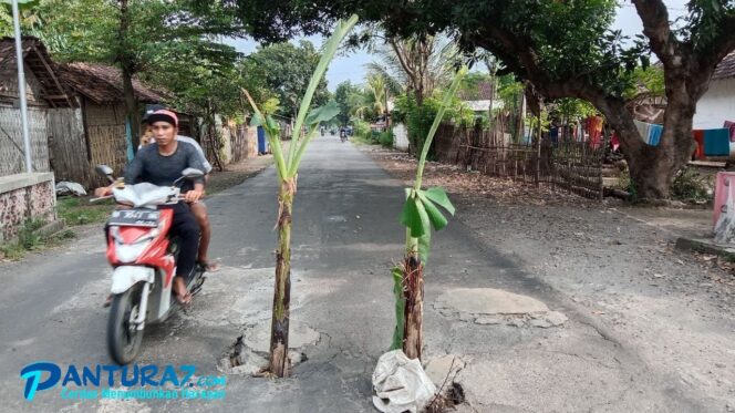 
					Jalur Kraksaan-Gading Kembali Rusak, Warga Tanam Pohon Pisang