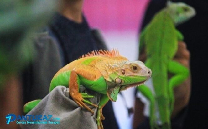 
					Saat Iguana dan Biawak Adu Kecantikan di Mall Pasuruan, Wow….