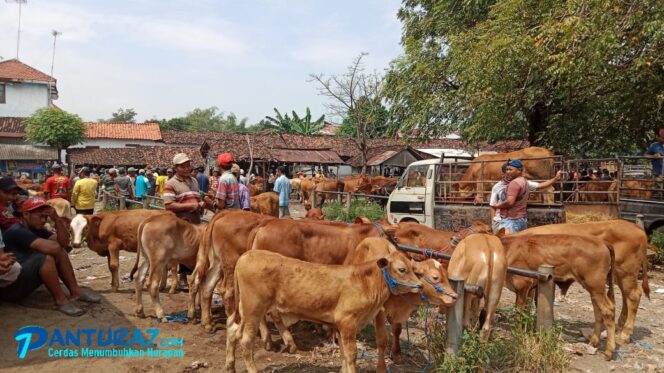 
					Jelang Ramadhan, Harga Sapi Anjlok